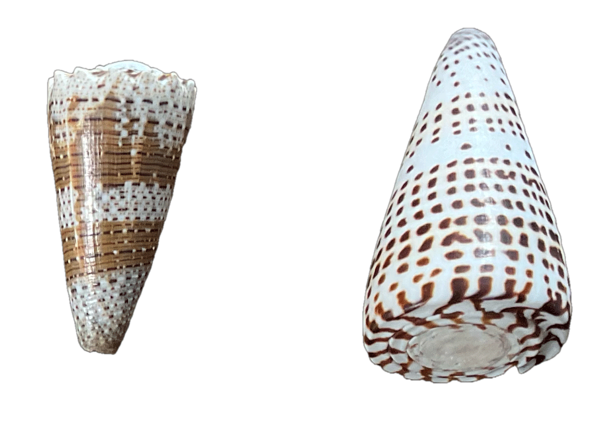 → Seashells(PCB)