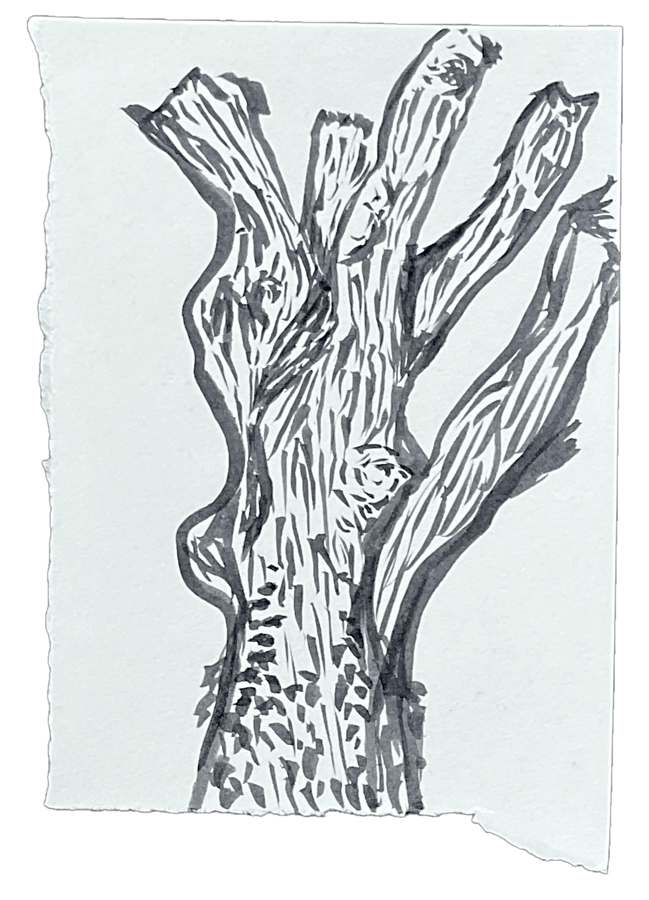 → Tree Texture
